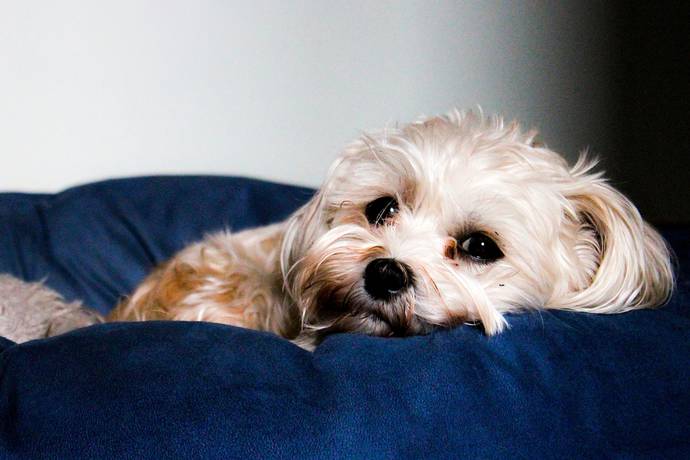 Hotel Pet-Friendly em Ubatuba